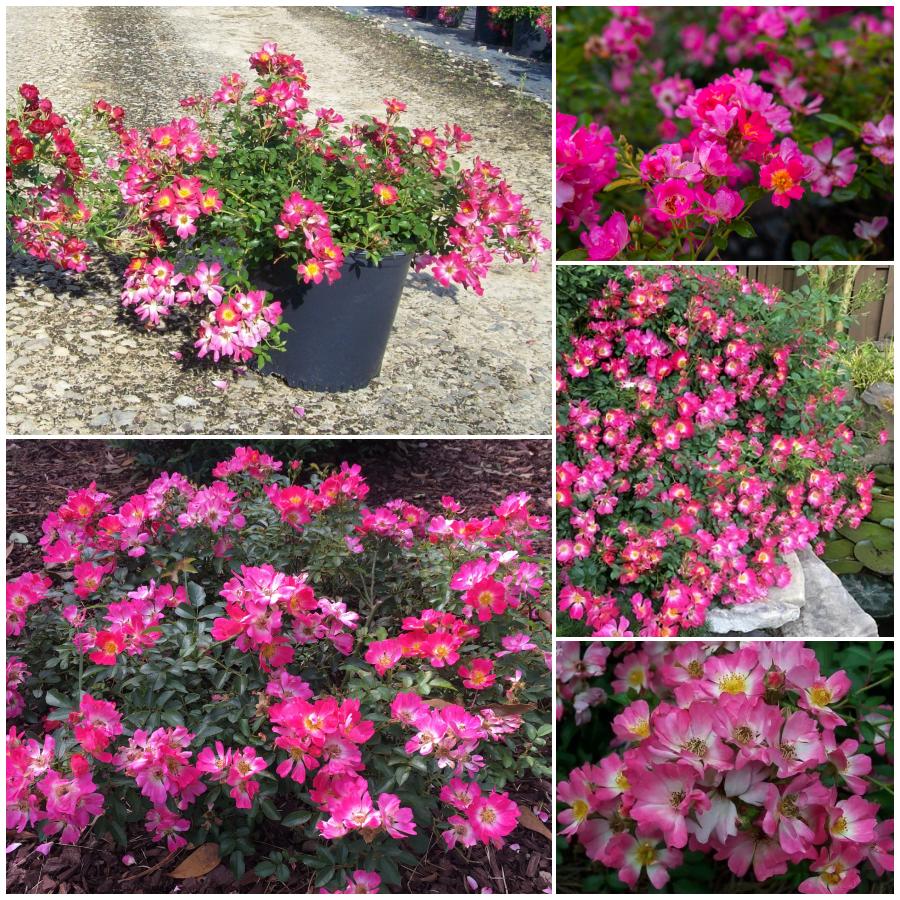 Pink Drift róże okrywowe